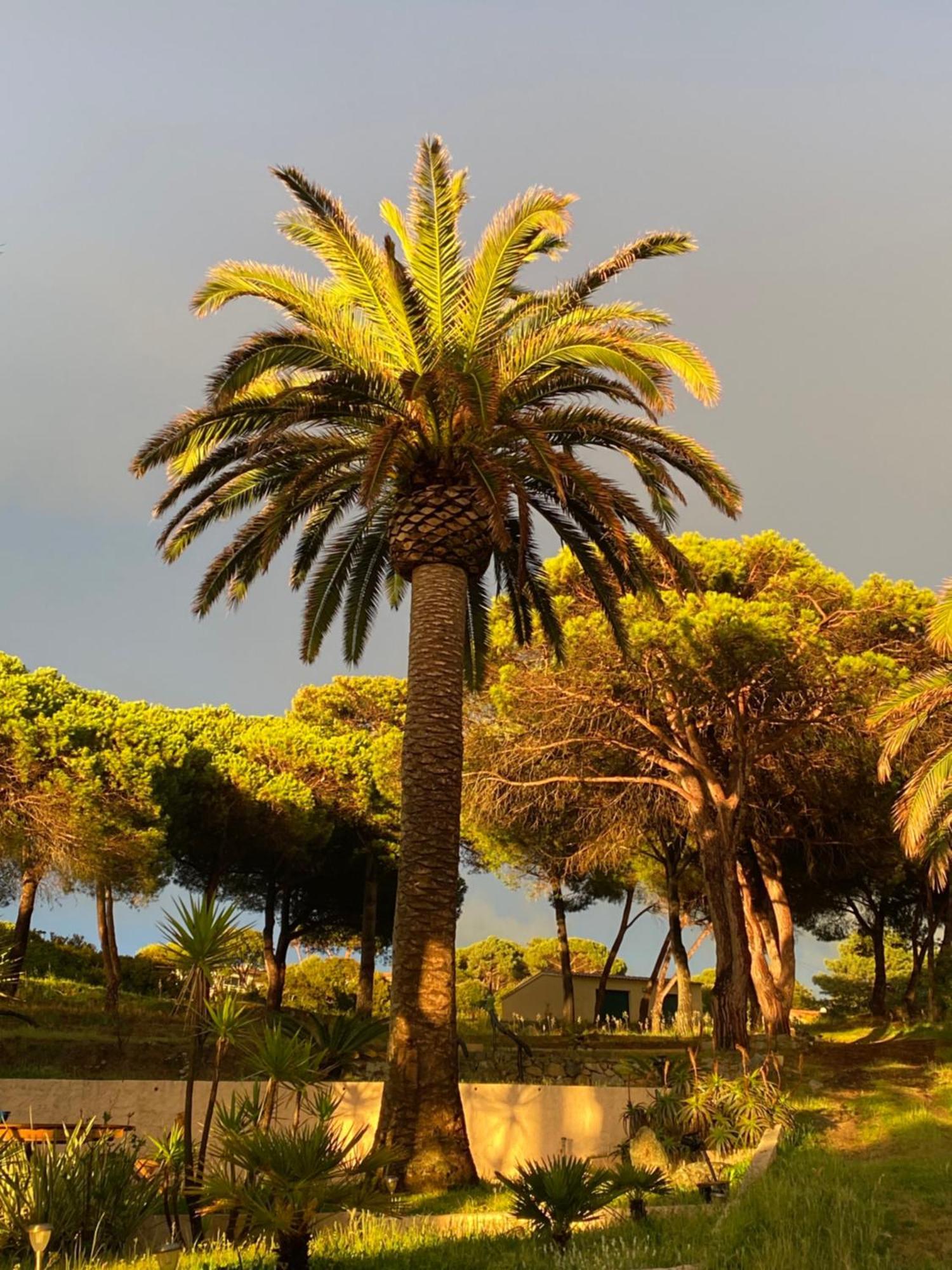 Villa Les Palmiers Calcatoggio  Bagian luar foto